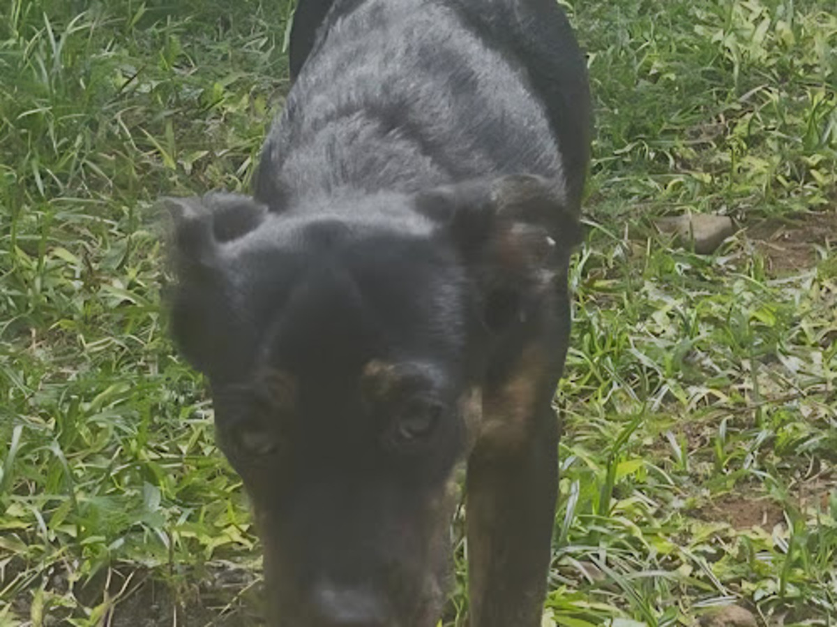 Adoption Tylia
