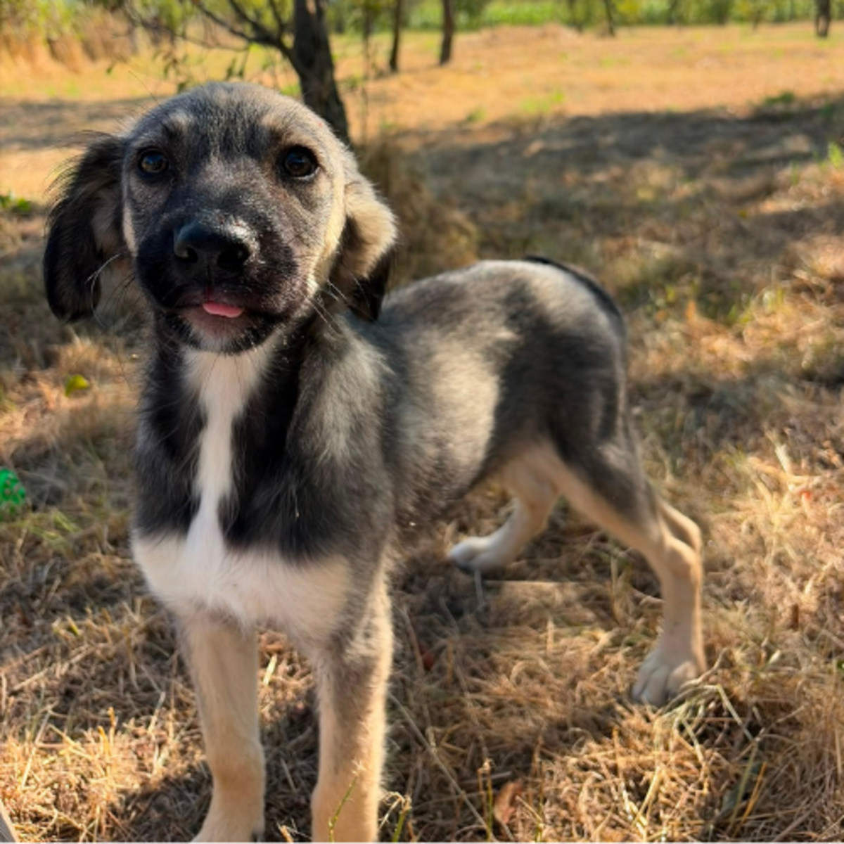Adoption FREYA