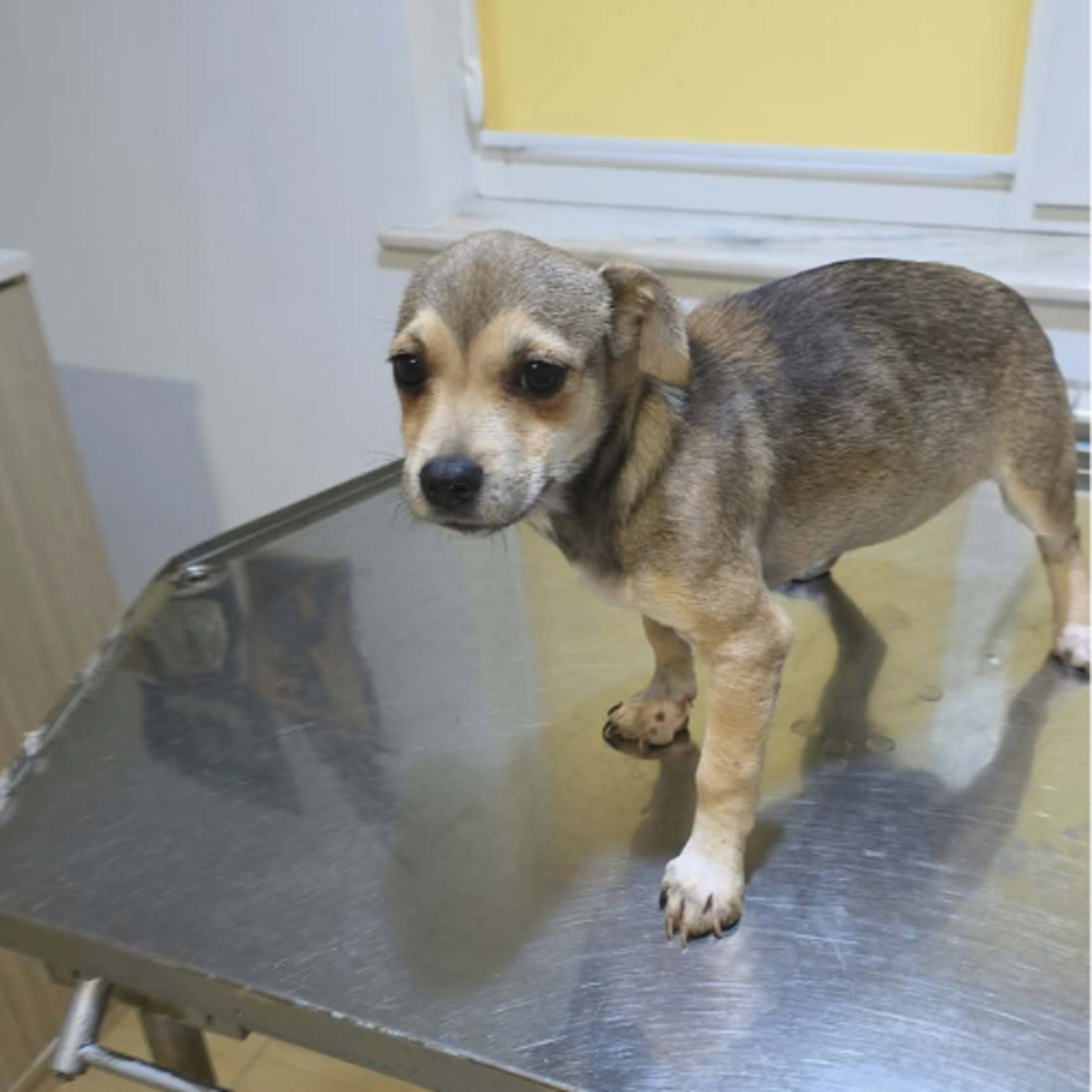 Adoption Mara