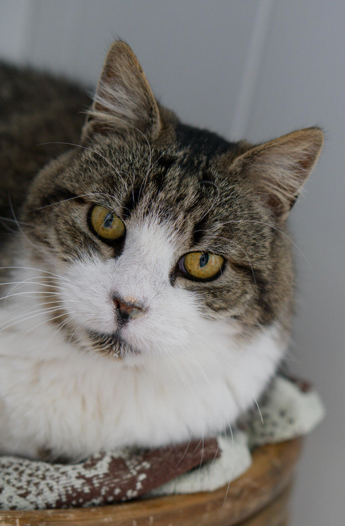 Adoption Vagabond