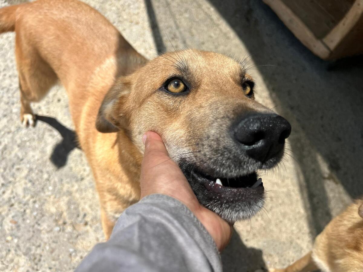 Adoption Track