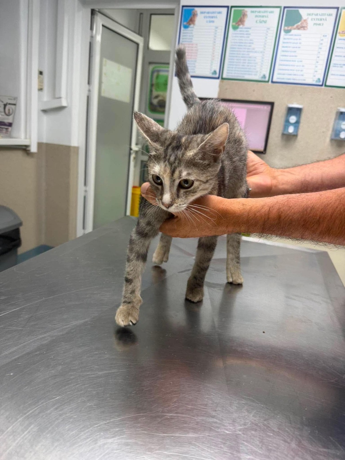 Adoption Mia