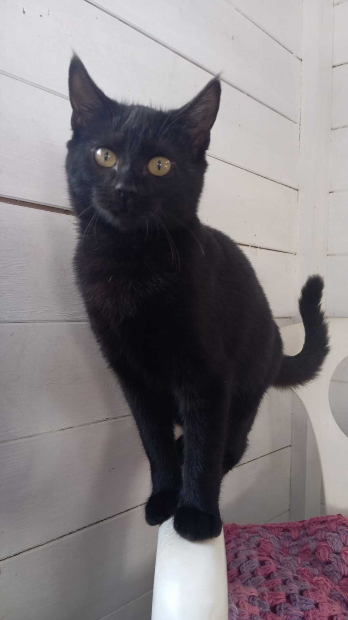 Adoption Nougatine