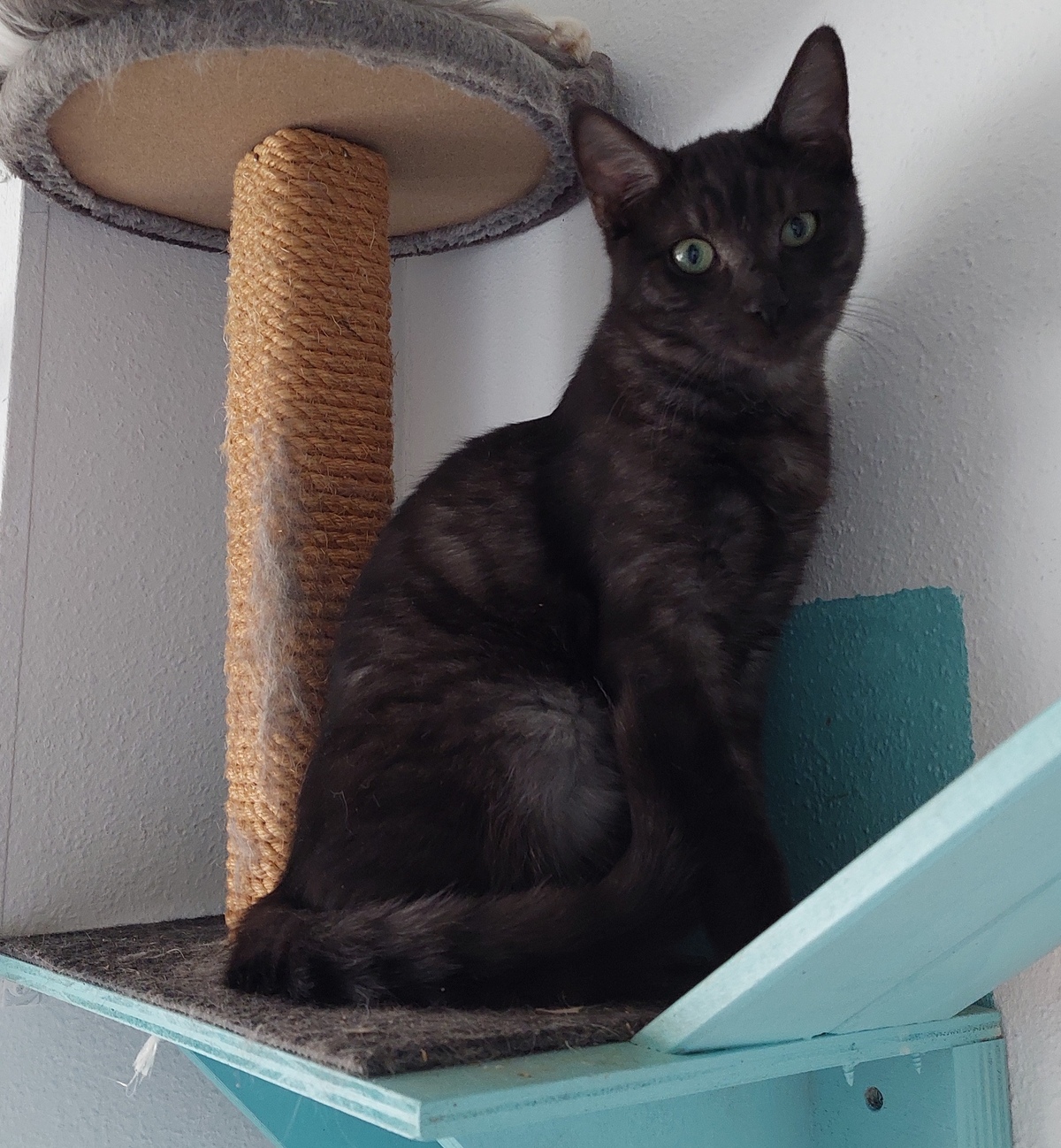 Adoption Rio