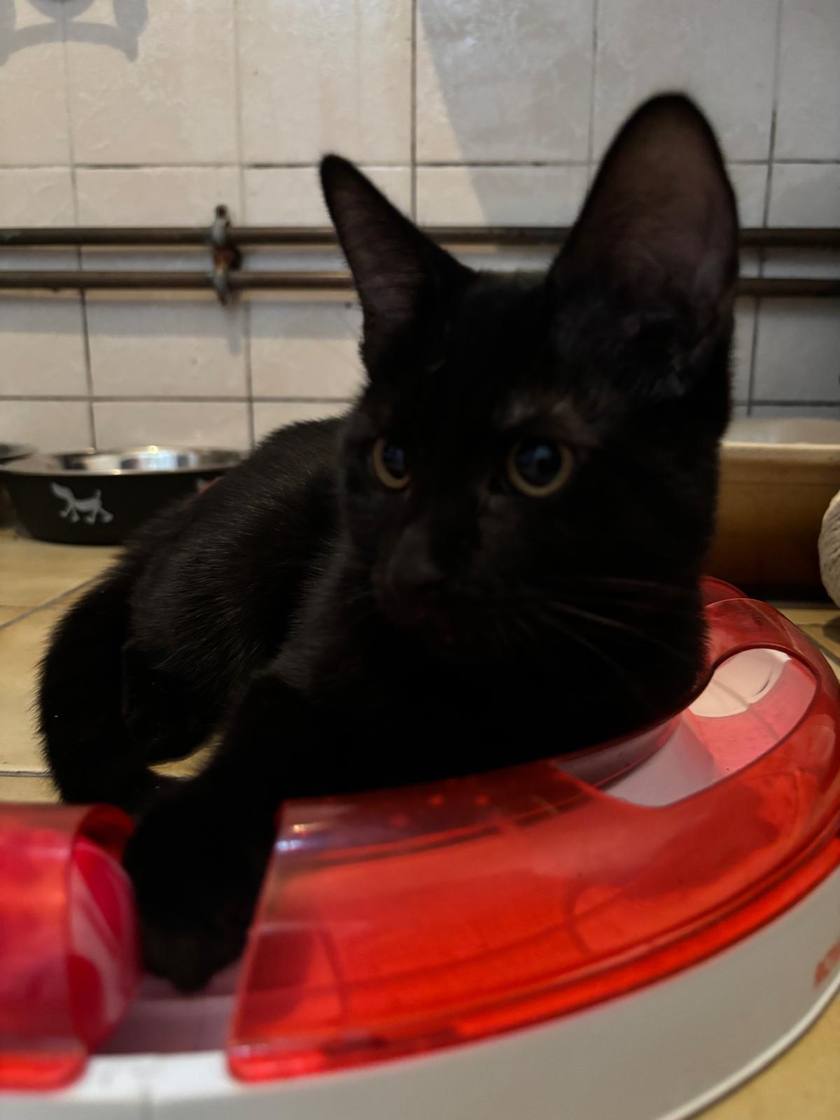 Adoption Galax