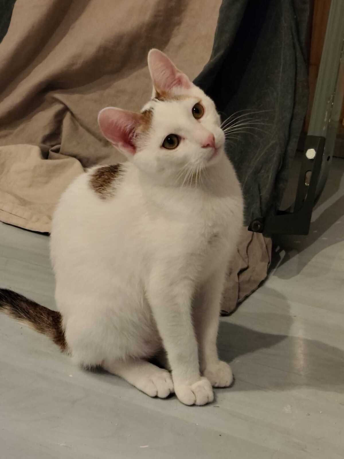 Adoption Chantilly