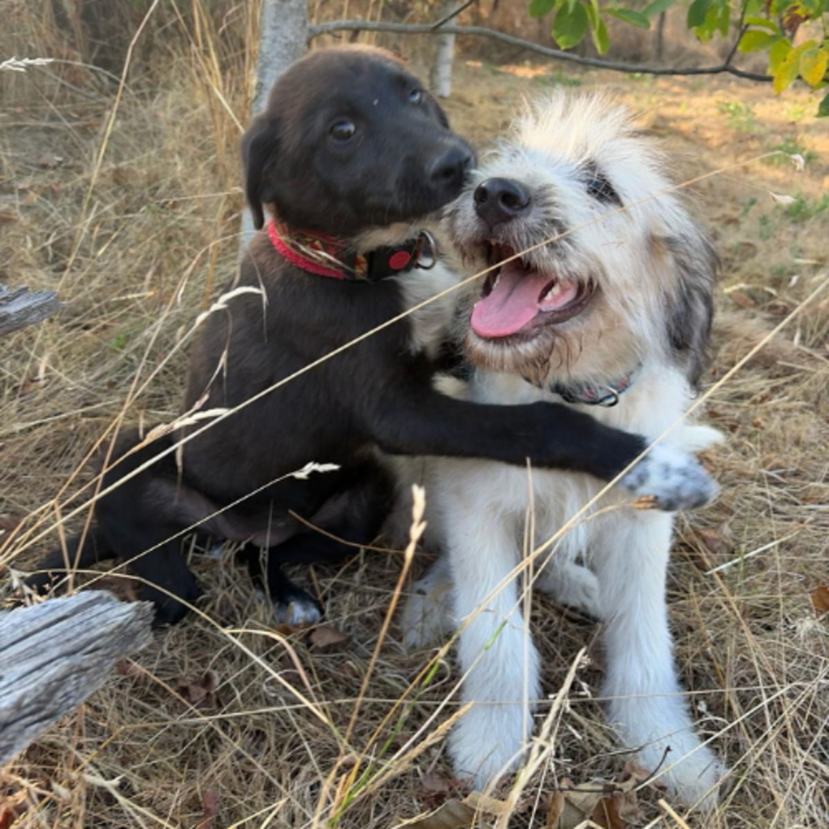 Adoption NALA