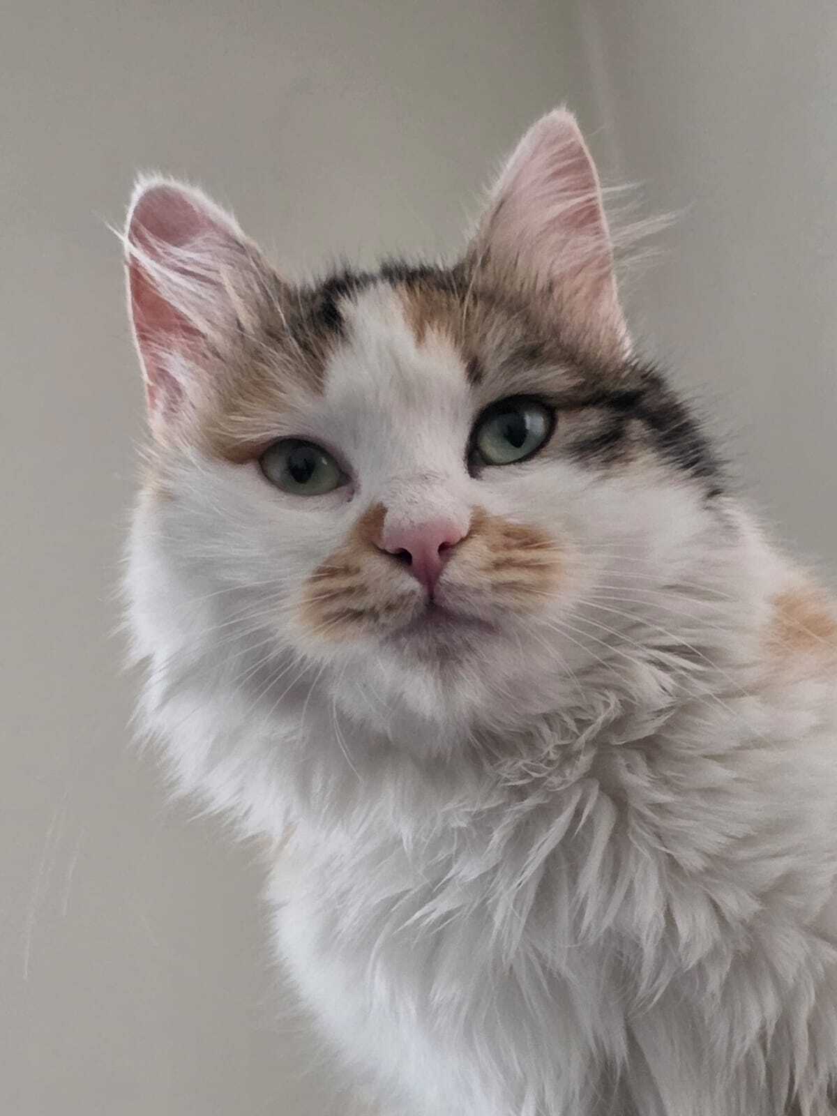 Adoption Elsa