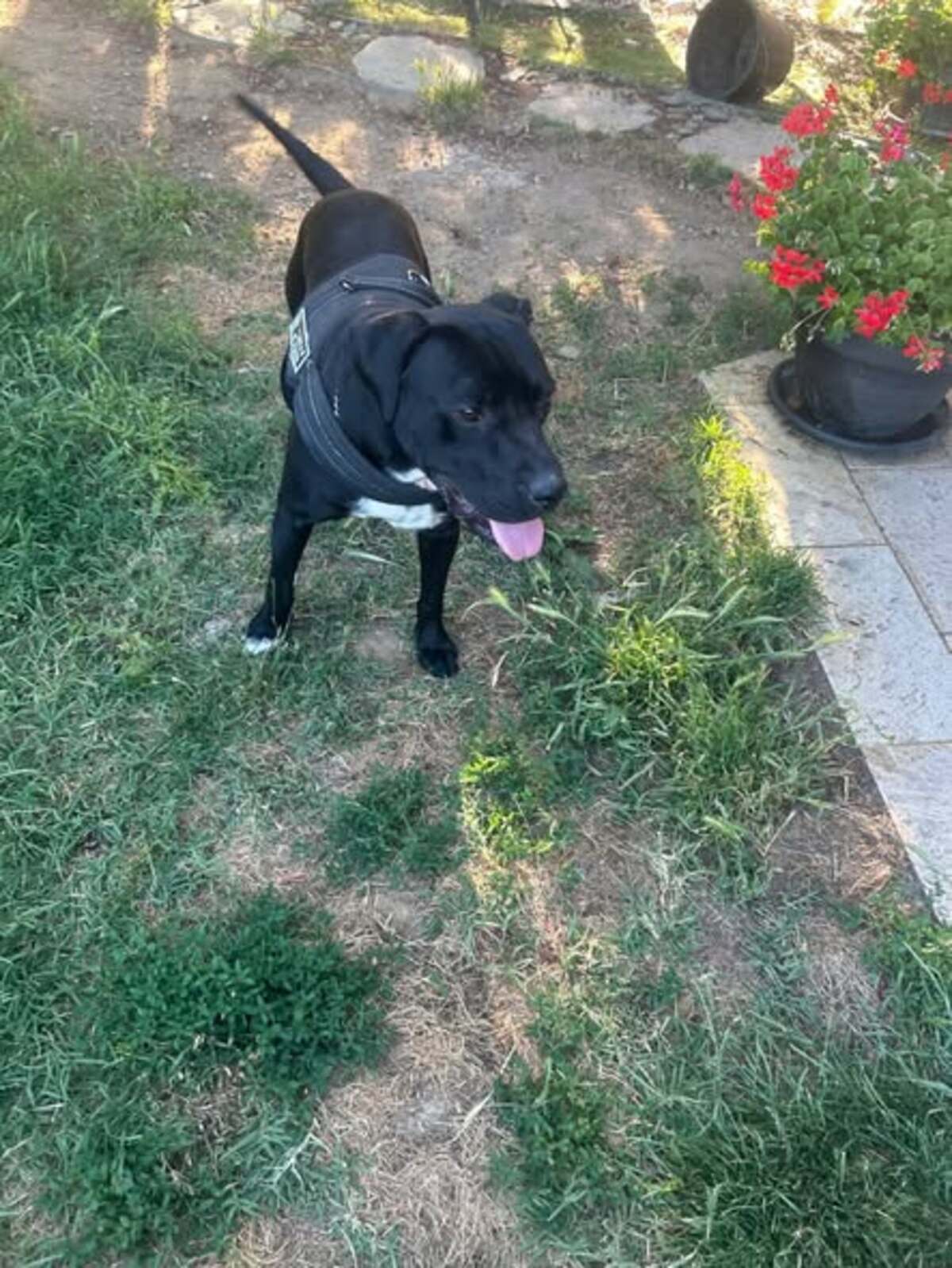 Adoption Arko