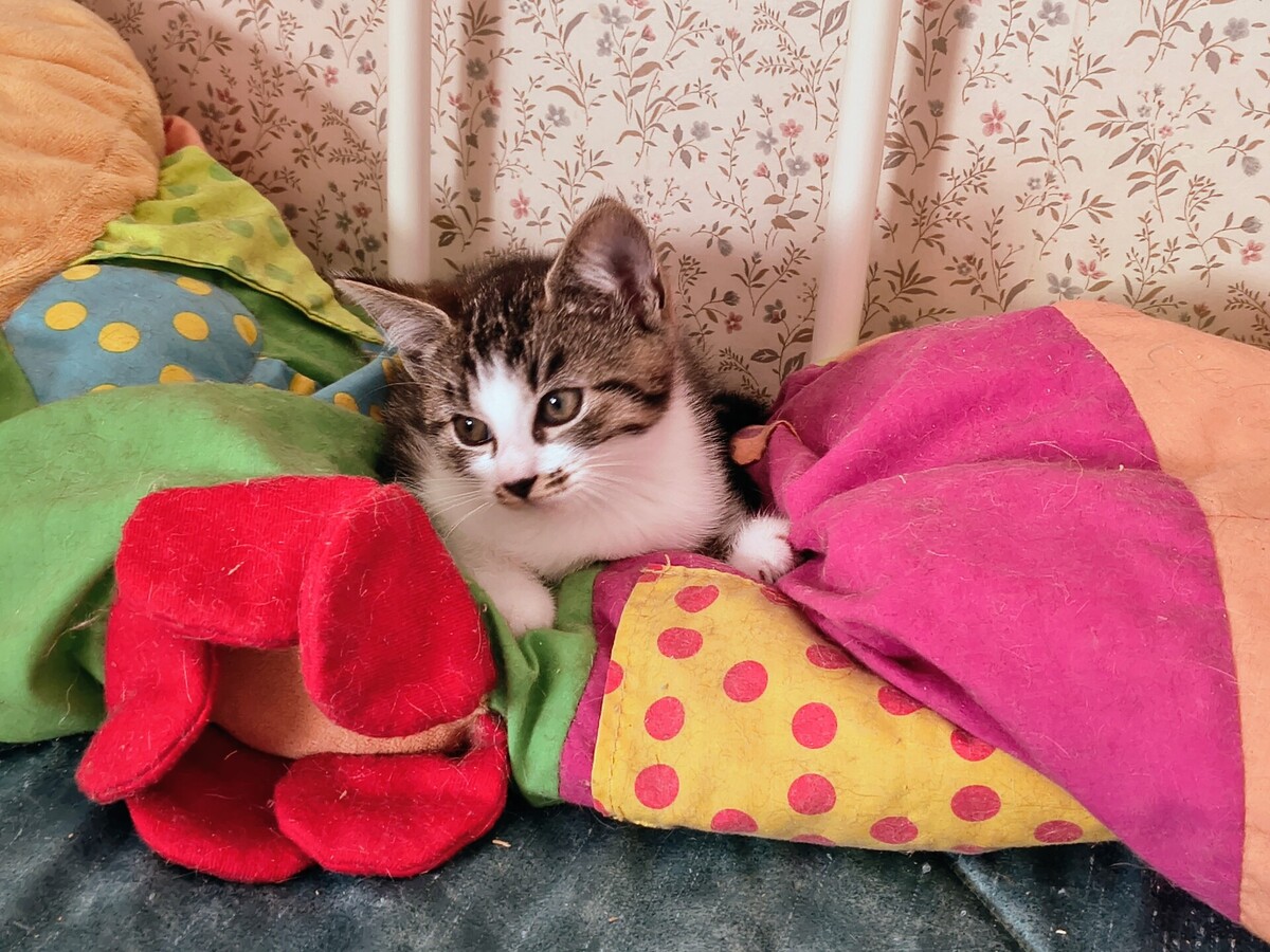 Adoption Esmée