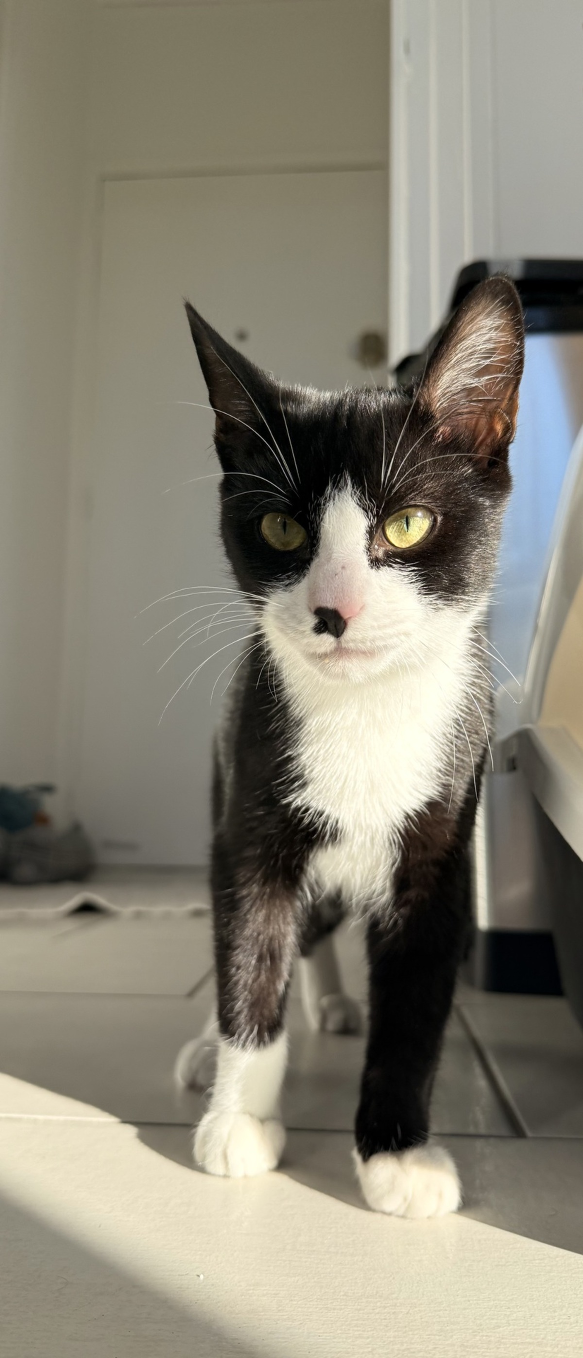 Adoption Loki