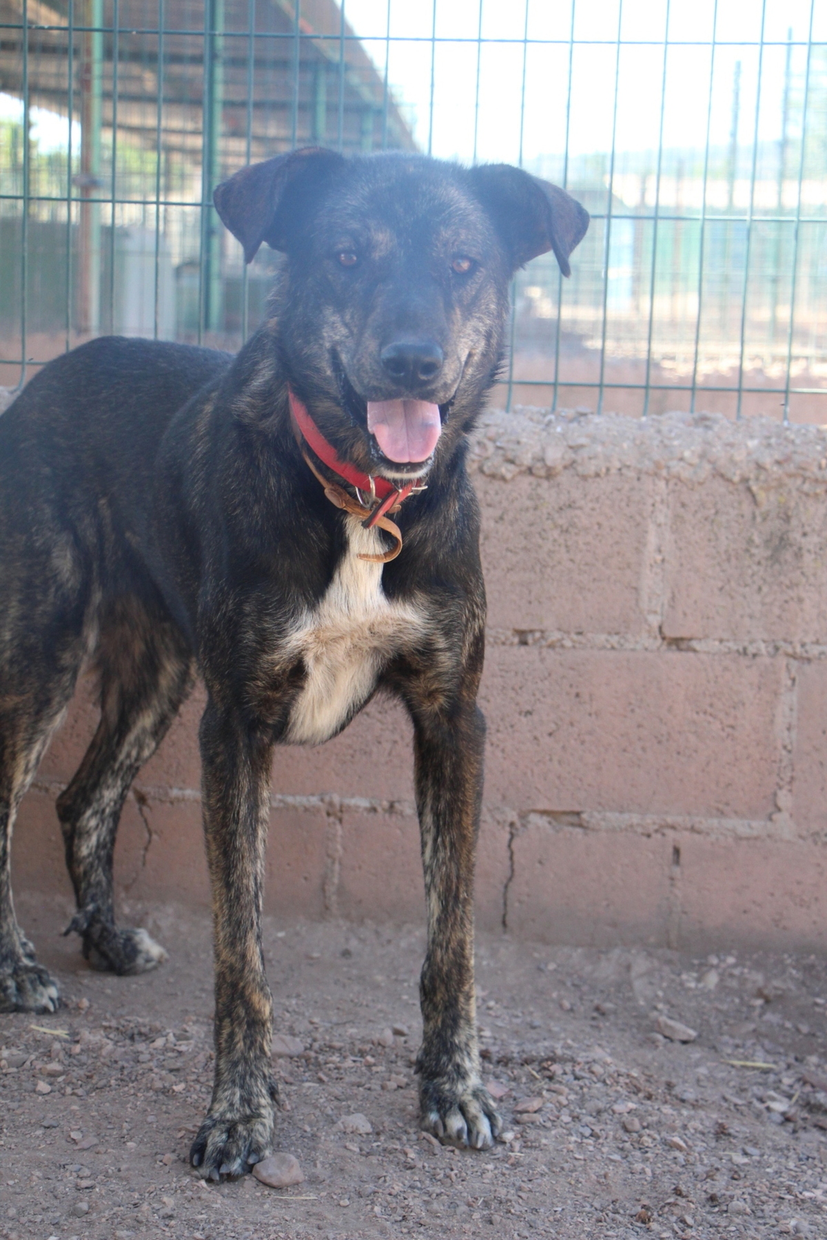 Adoption Amoroso