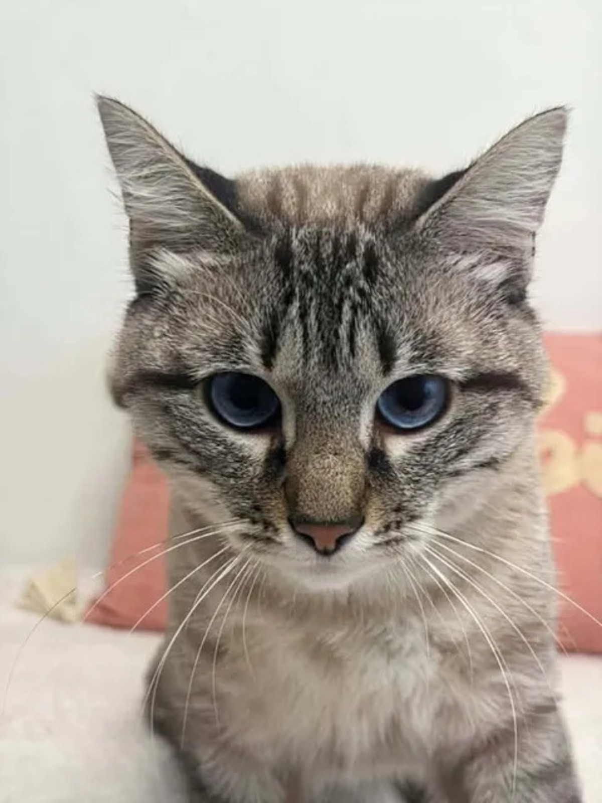 Adoption Bastet