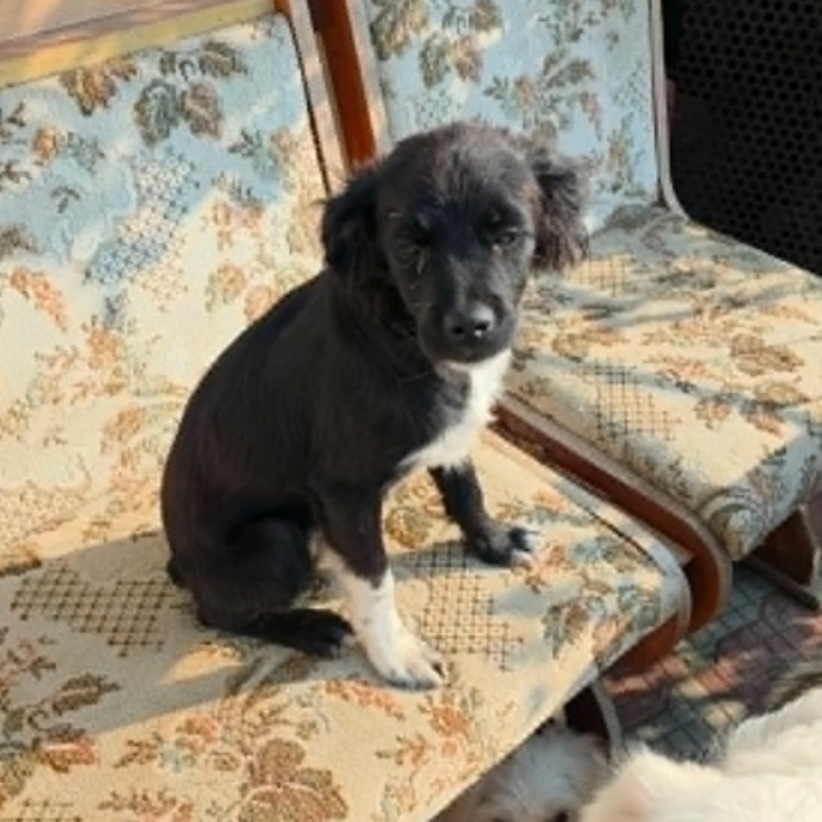 Adoption LOTTO