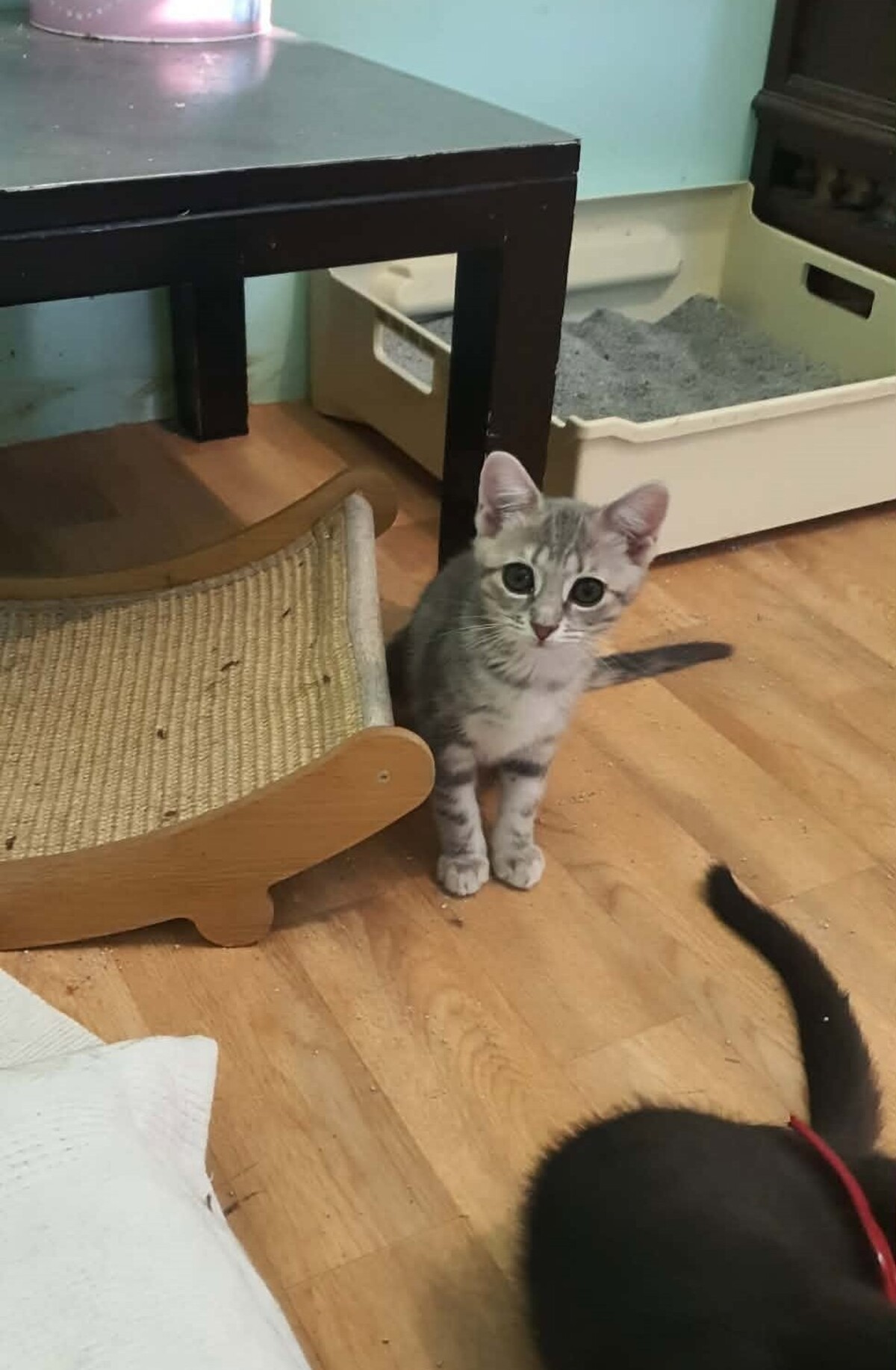 Adoption Baklava