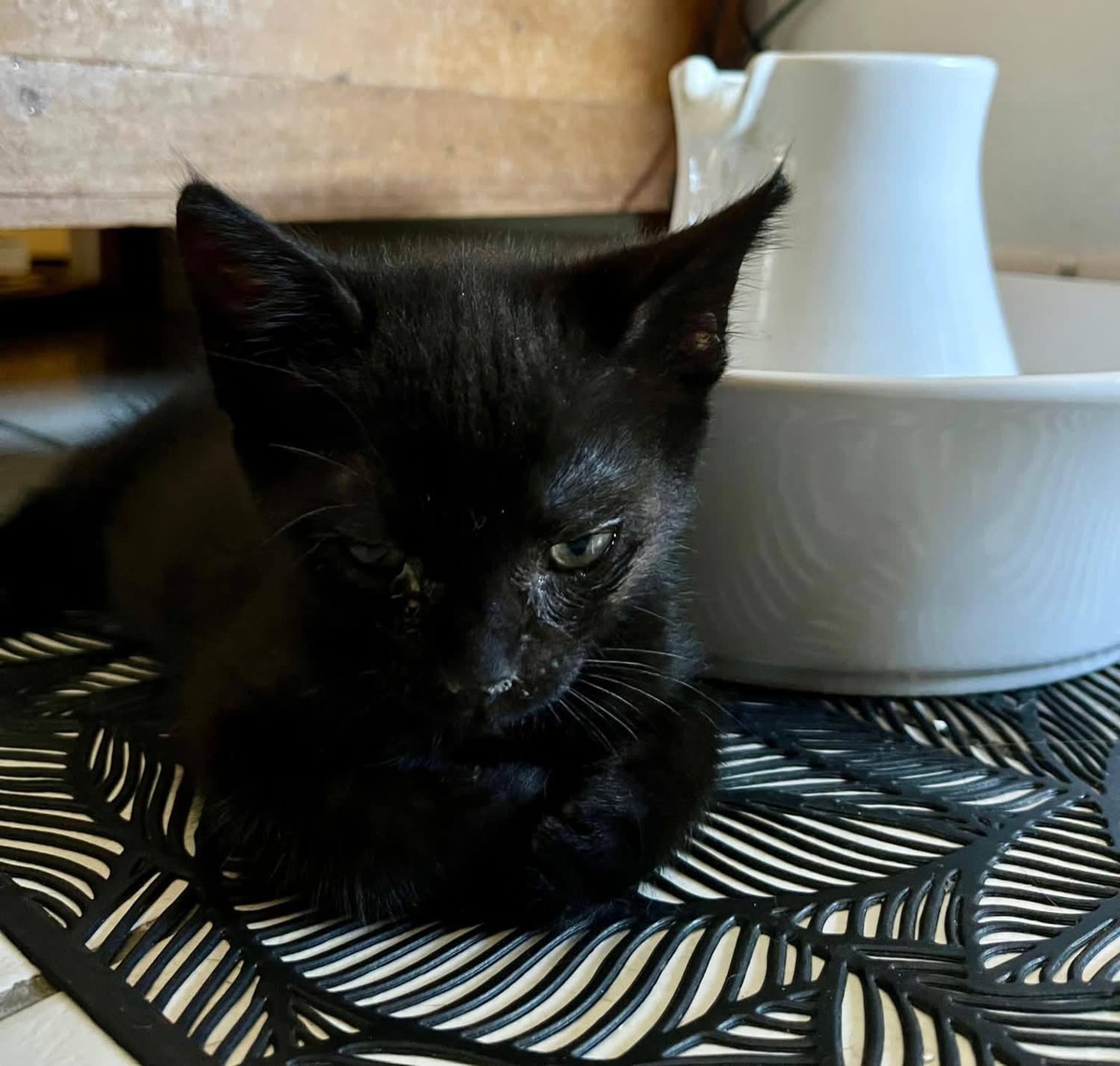 Adoption Neela