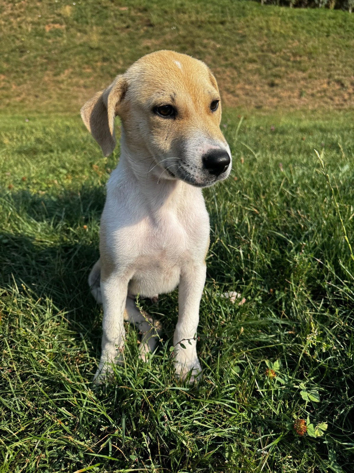 Adoption Toby