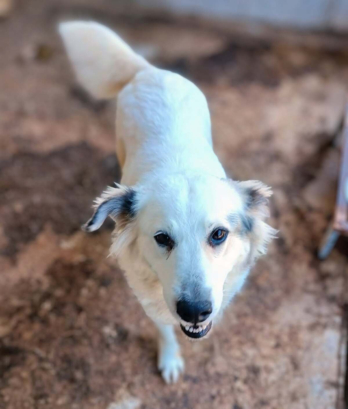 Adoption Nube