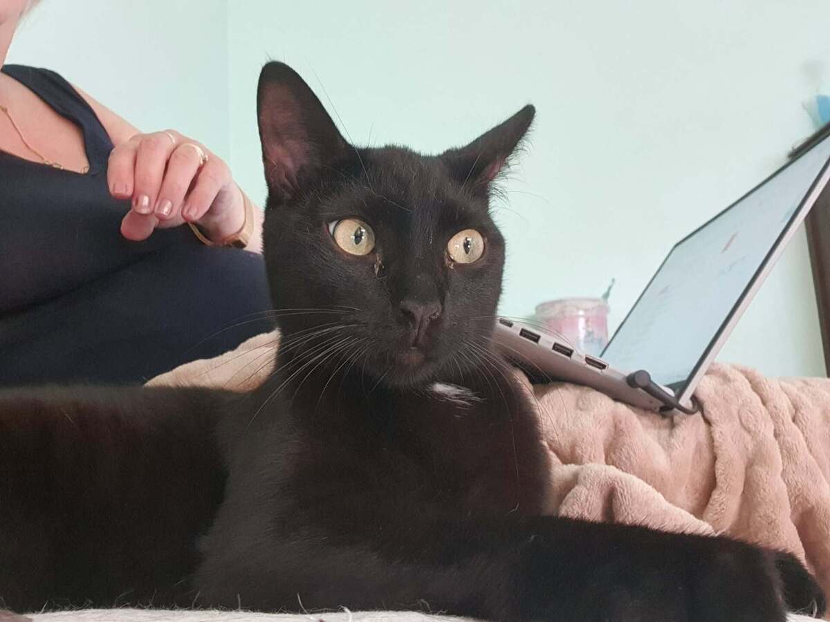 Adoption Bastia