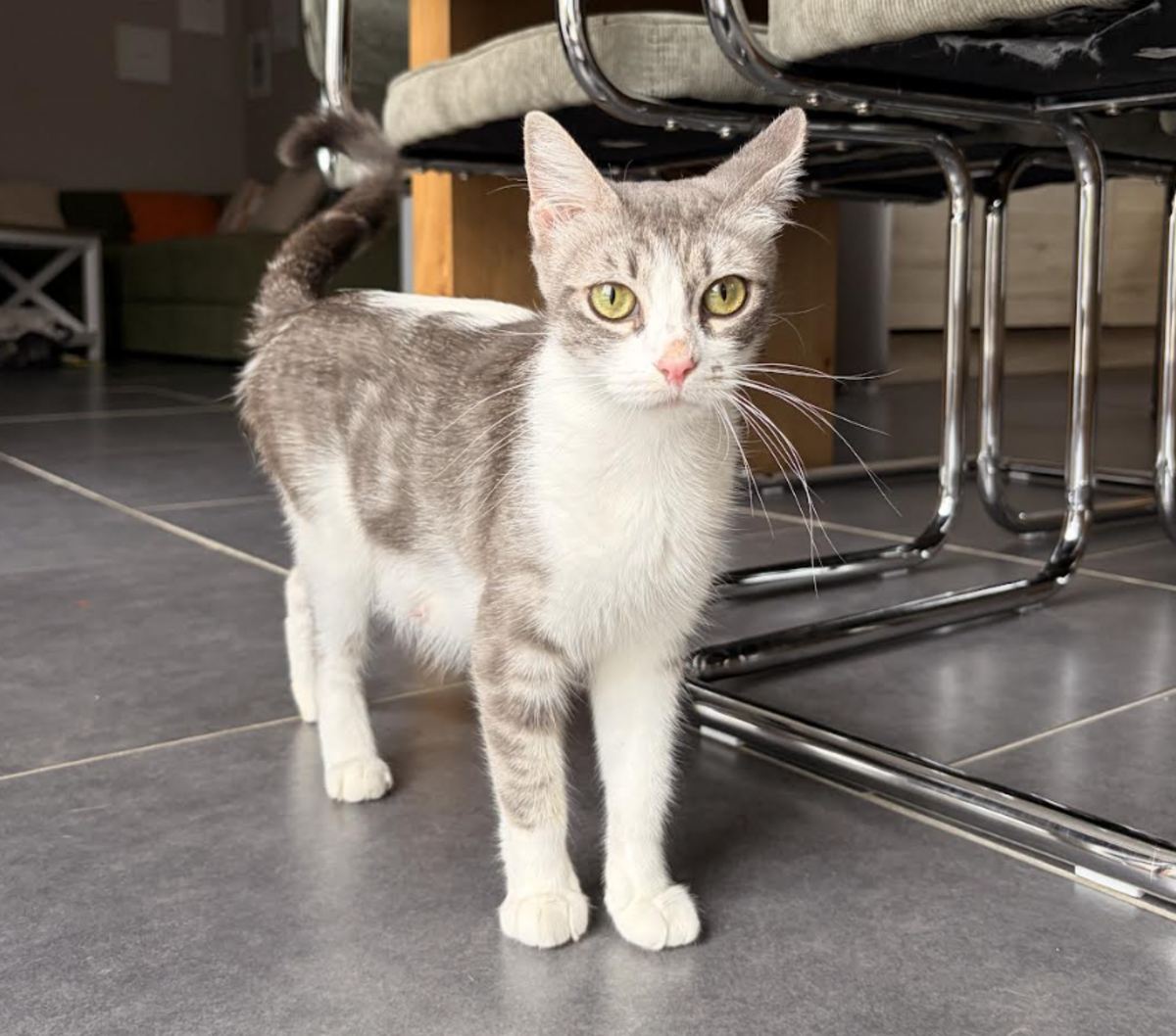 Adoption Ana
