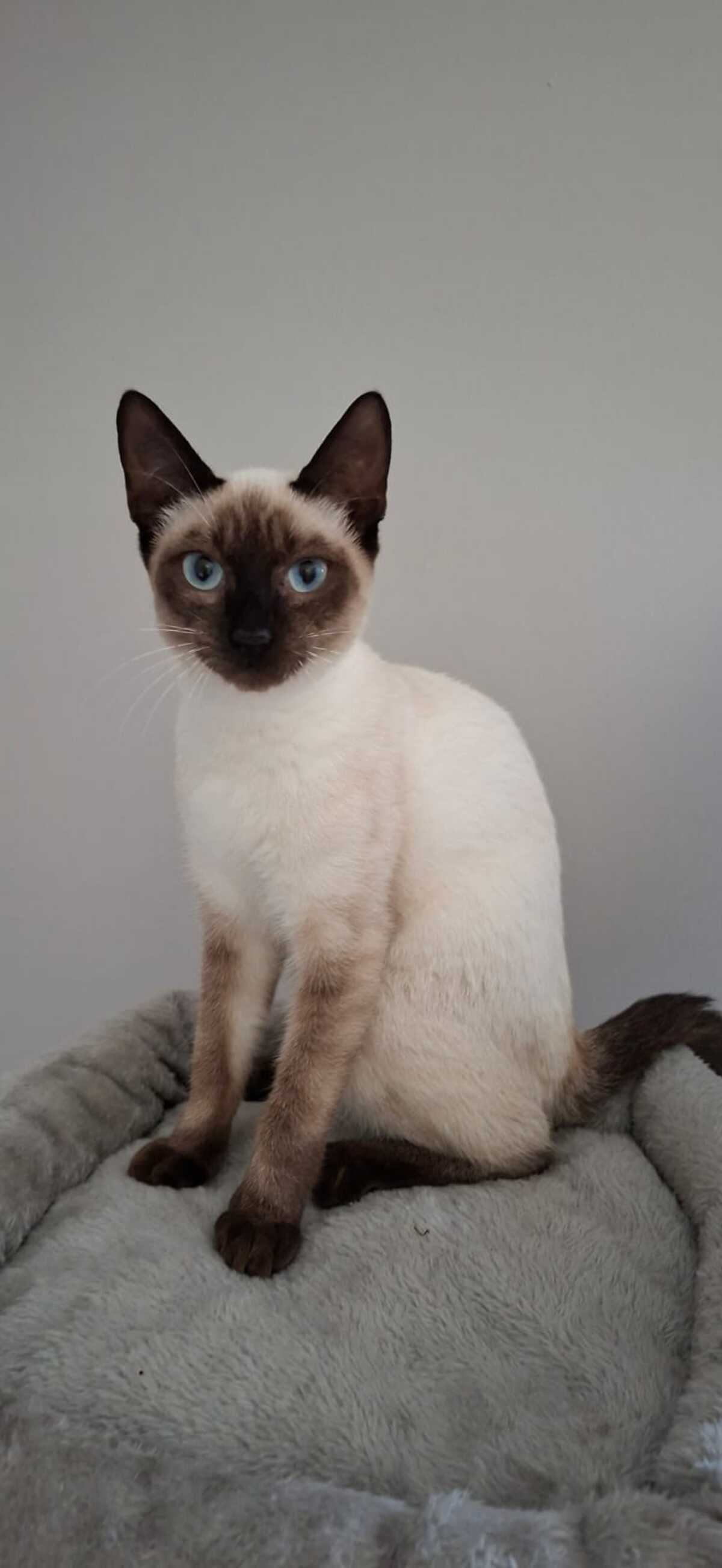 Adoption BELLADONE