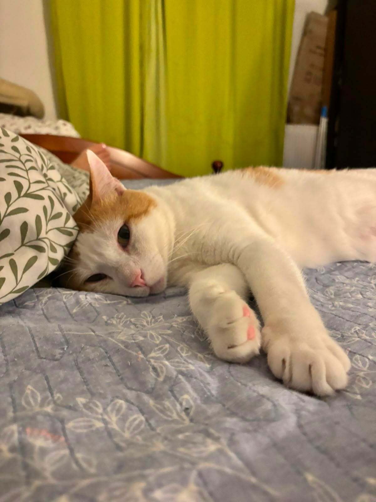 Adoption Sunny