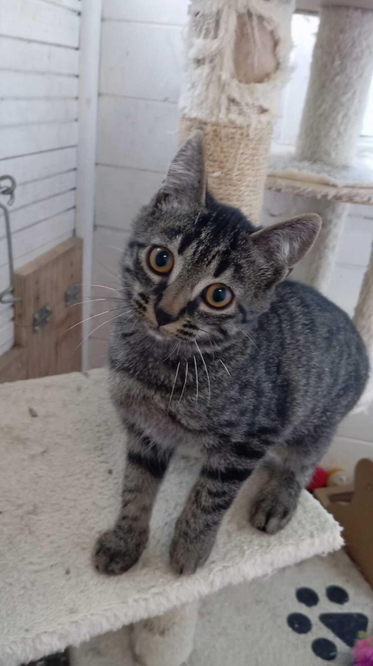Adoption Malo