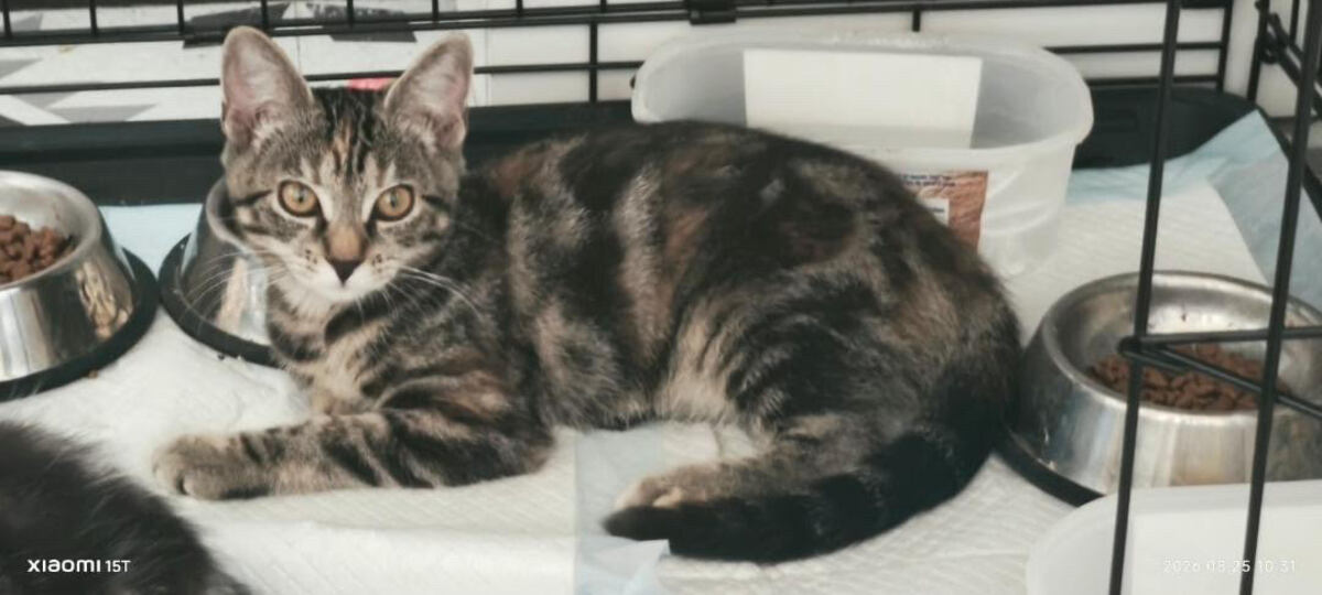 Adoption Happy