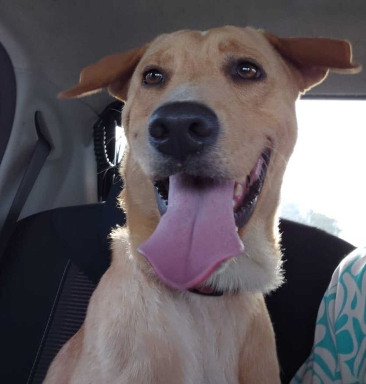 Adoption Kiko