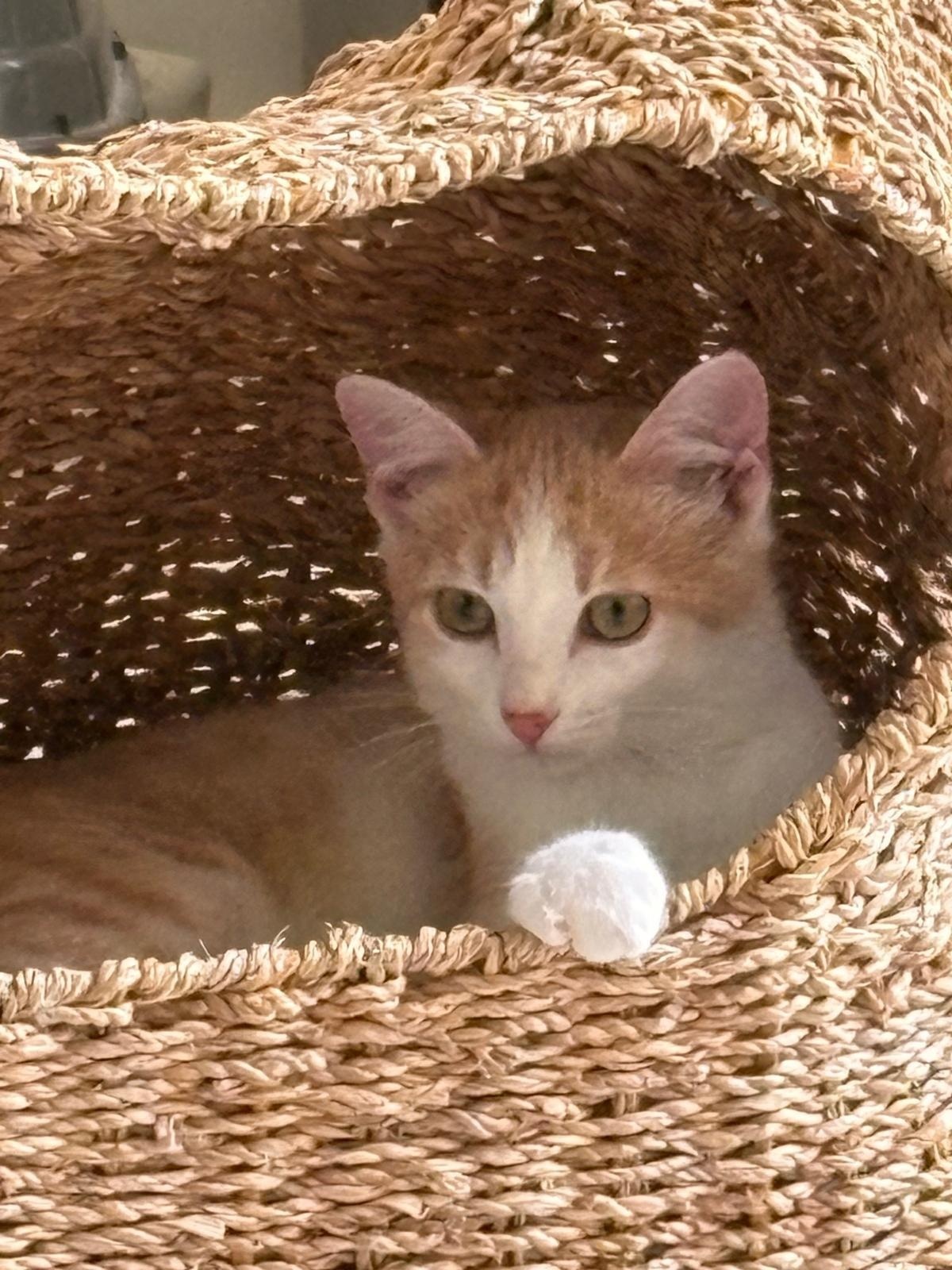 Adoption Betsy