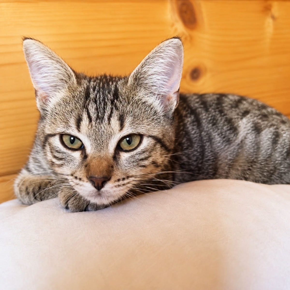 Adoption Crispy