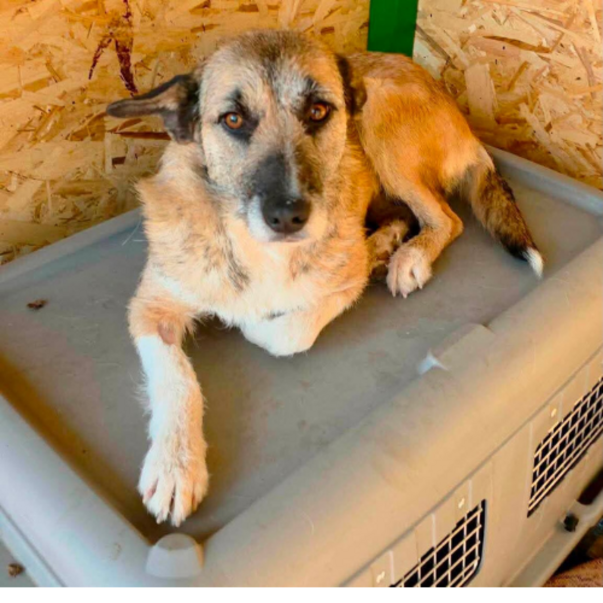 Adoption CARLA