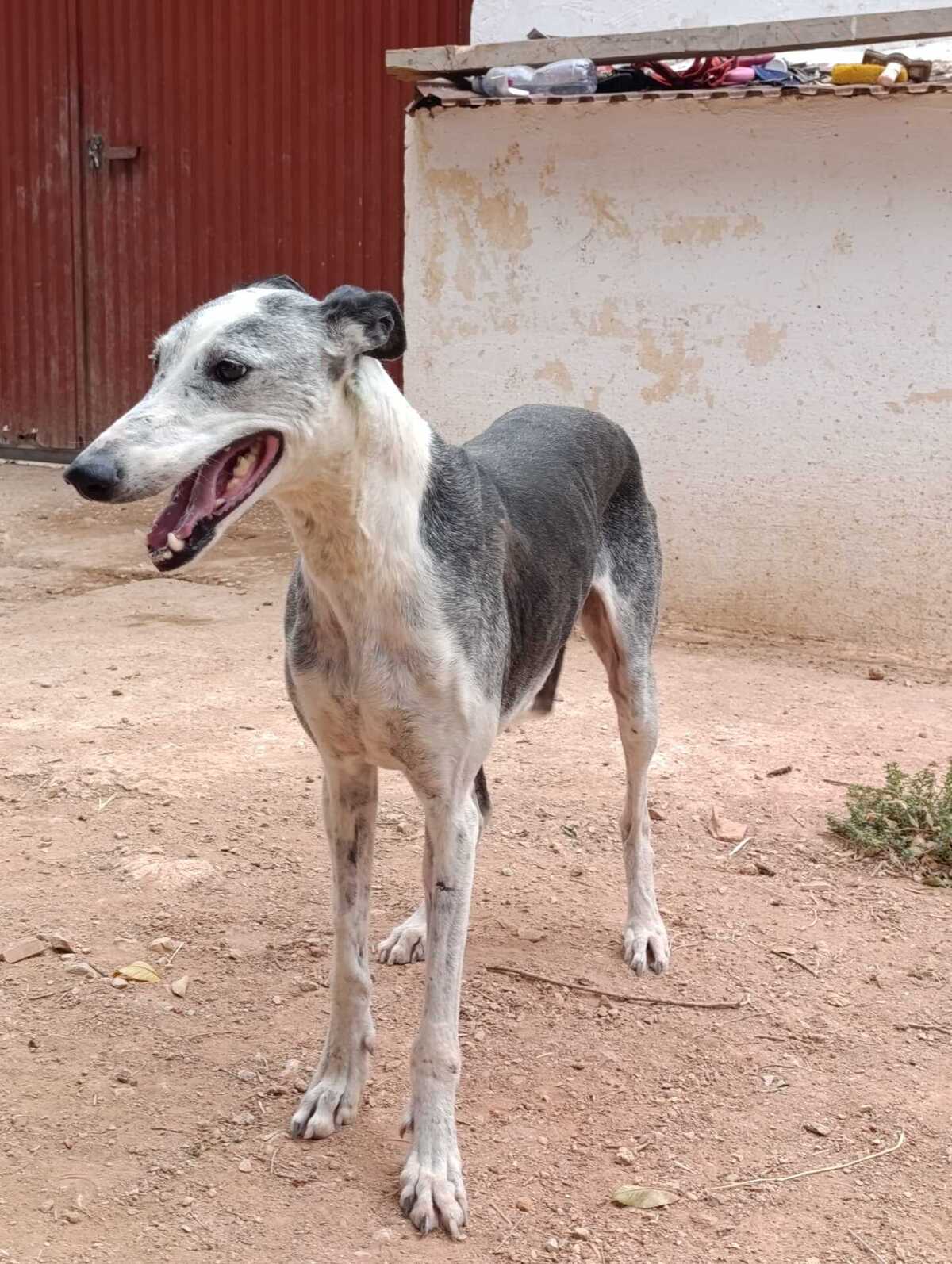 Adoption Cheni