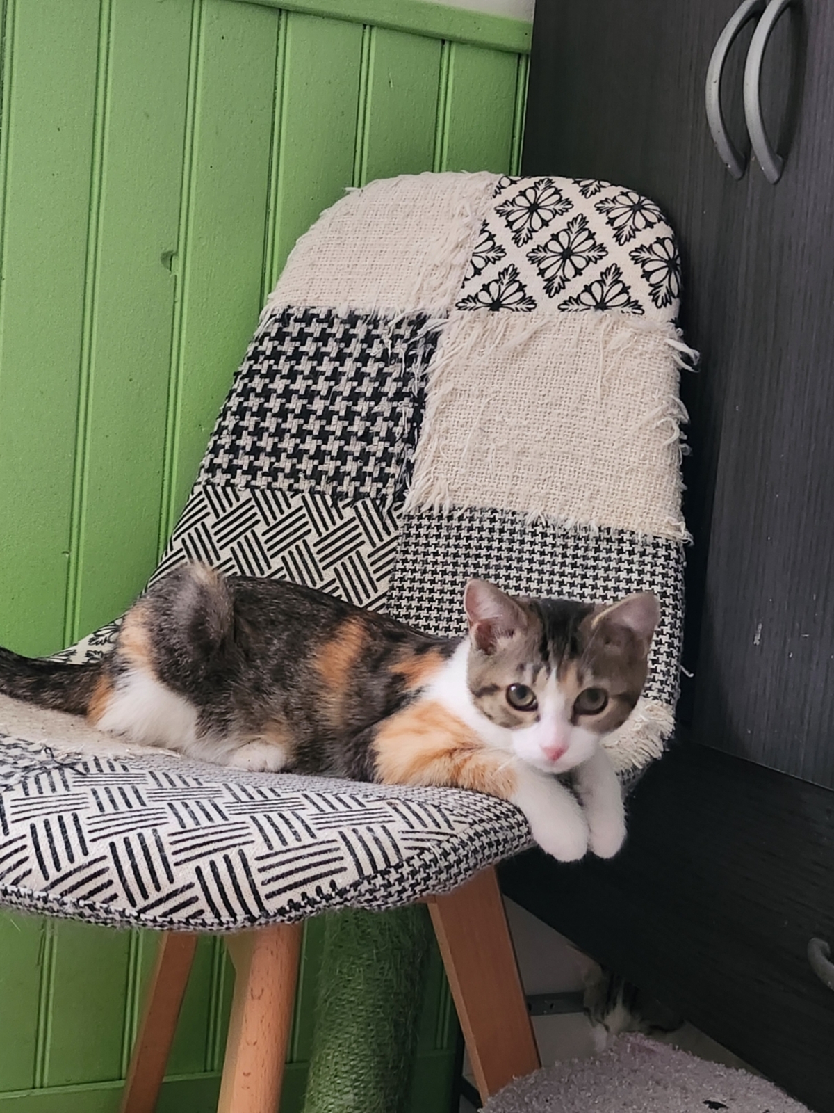 Adoption BIJOU