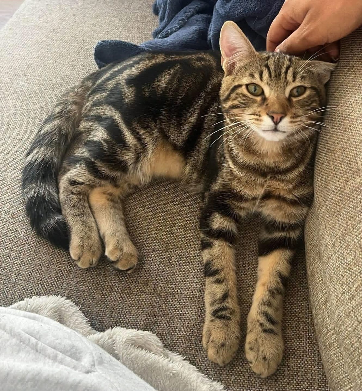 Adoption Azriel et Caliban 
