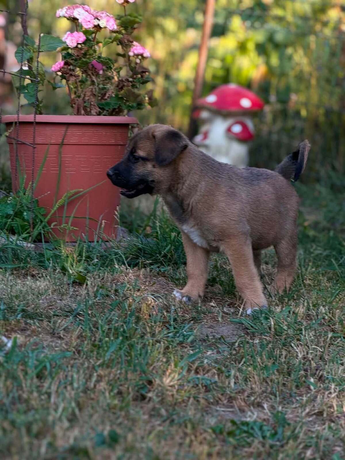 Adoption Crumble