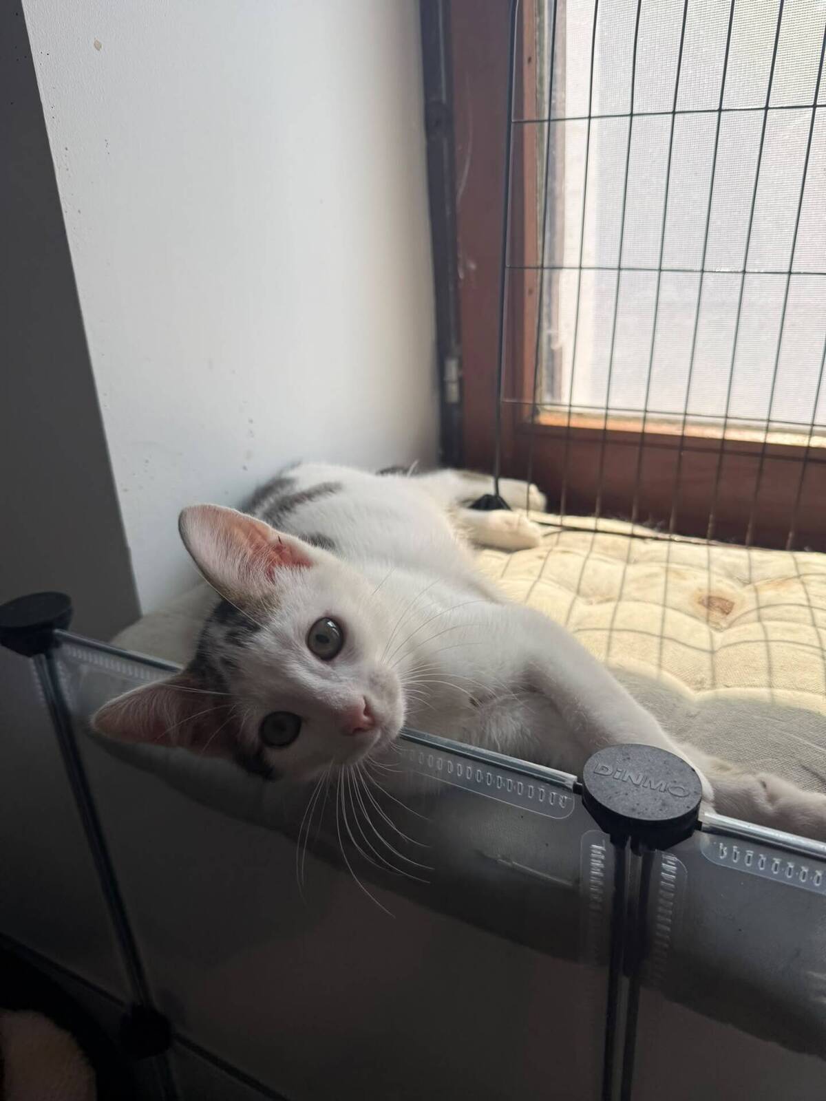 Adoption Loki