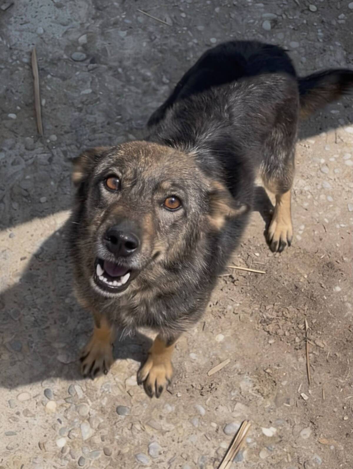 Adoption JOY