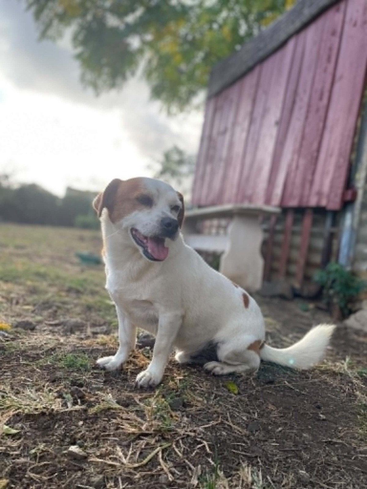 Adoption chayton