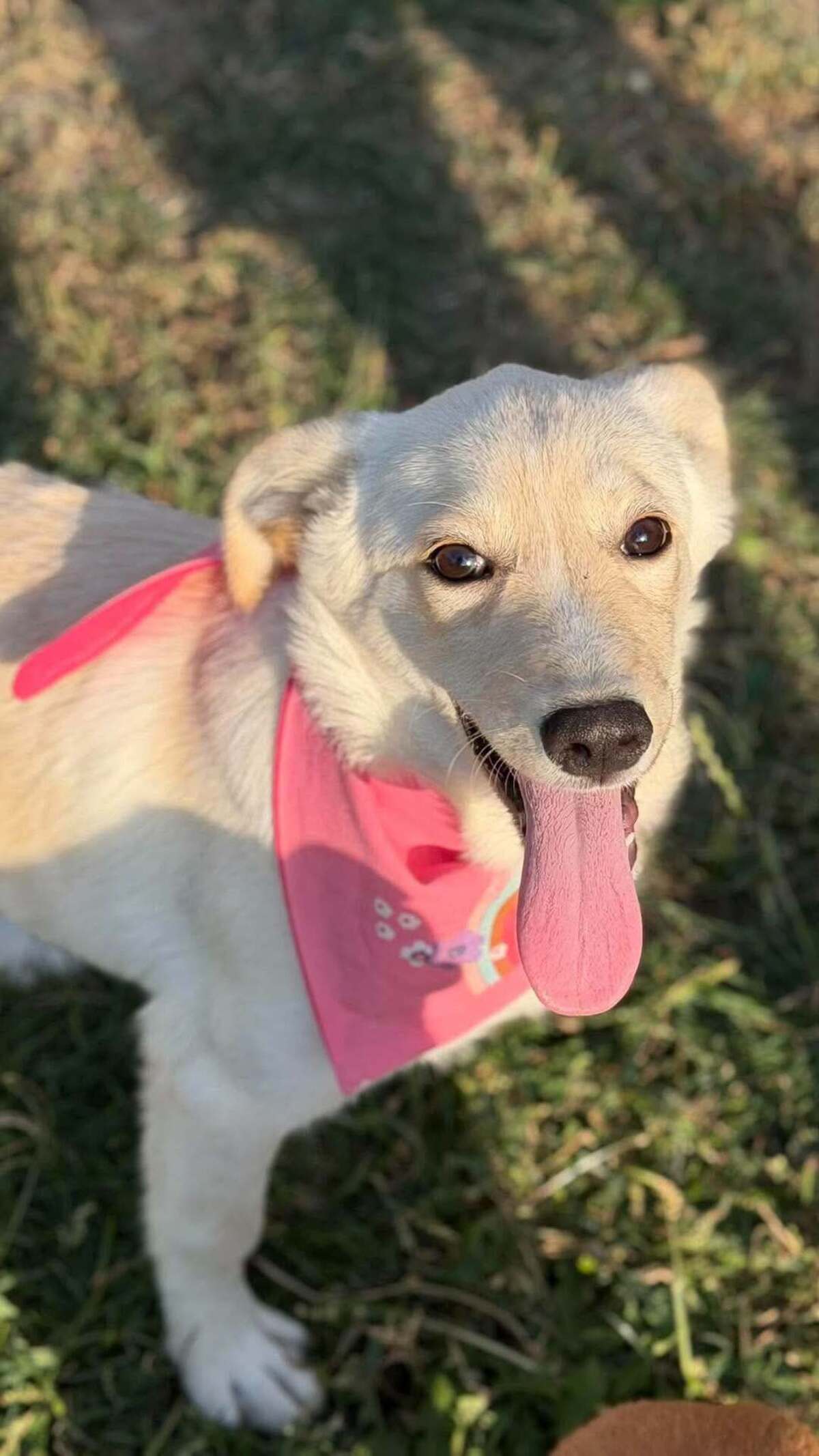Adoption Isidore