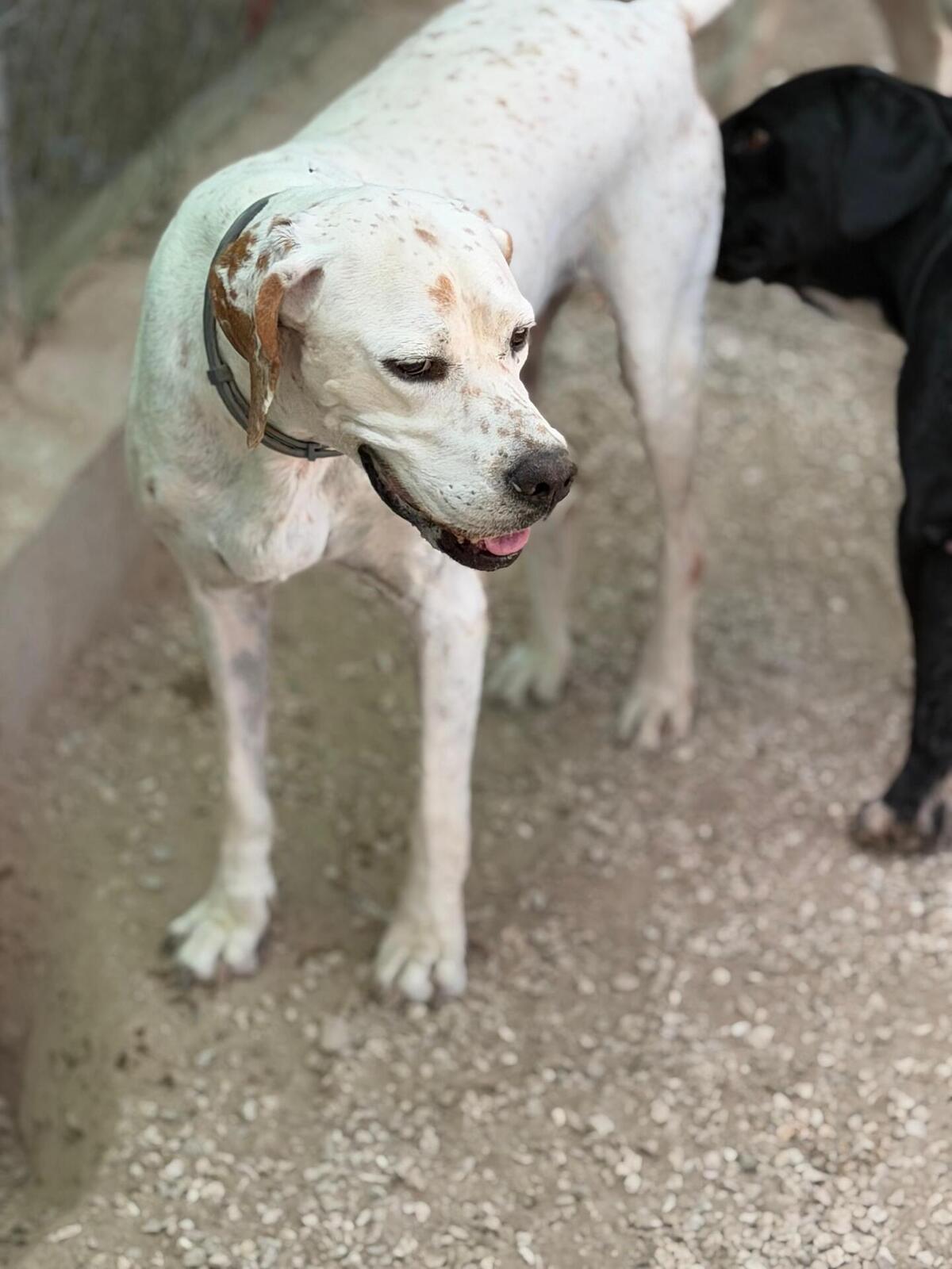 Adoption Blanquita