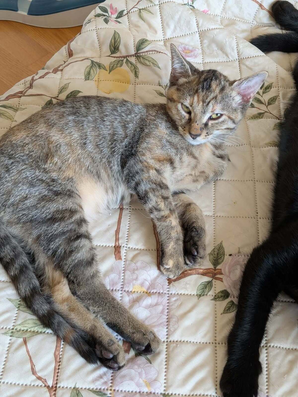 Adoption Blue