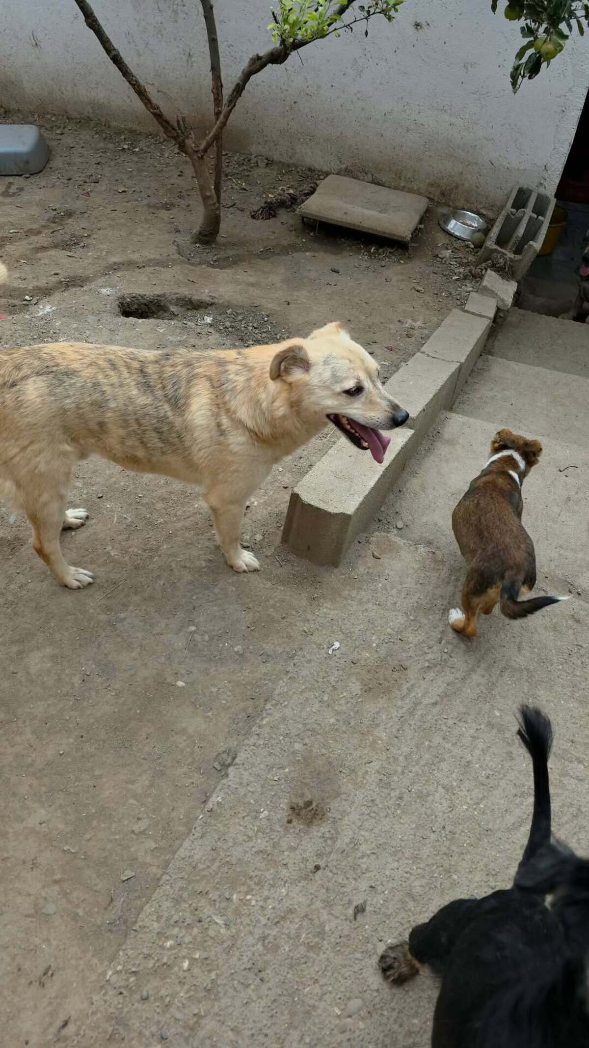 Adoption Cream