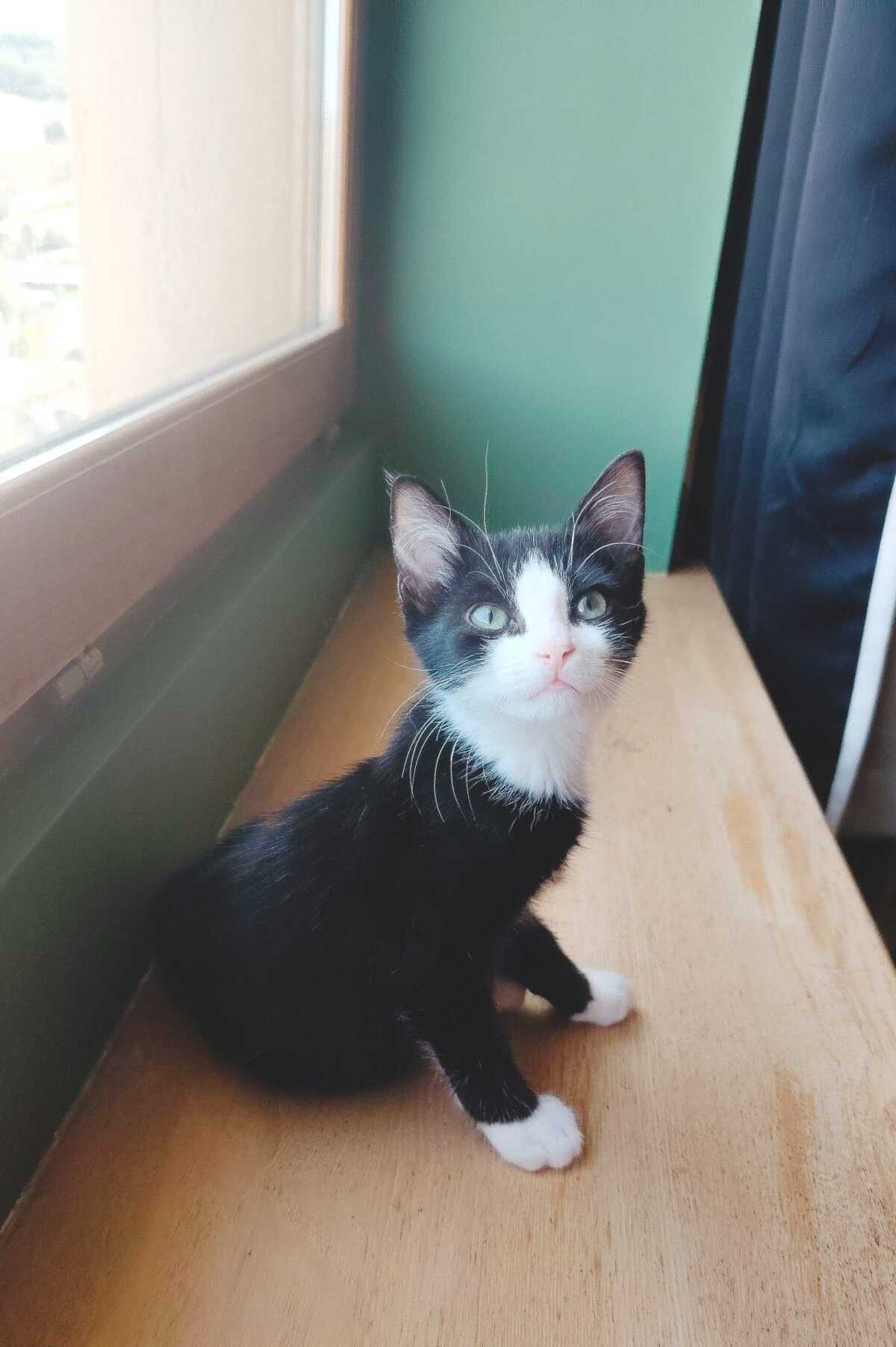 Adoption Bogo