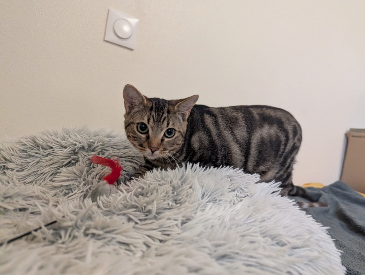 Adoption Naoned