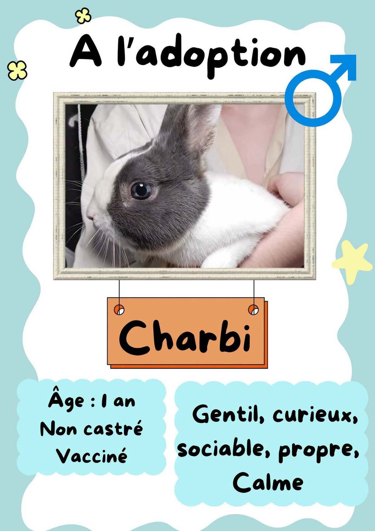 Adoption Charbi