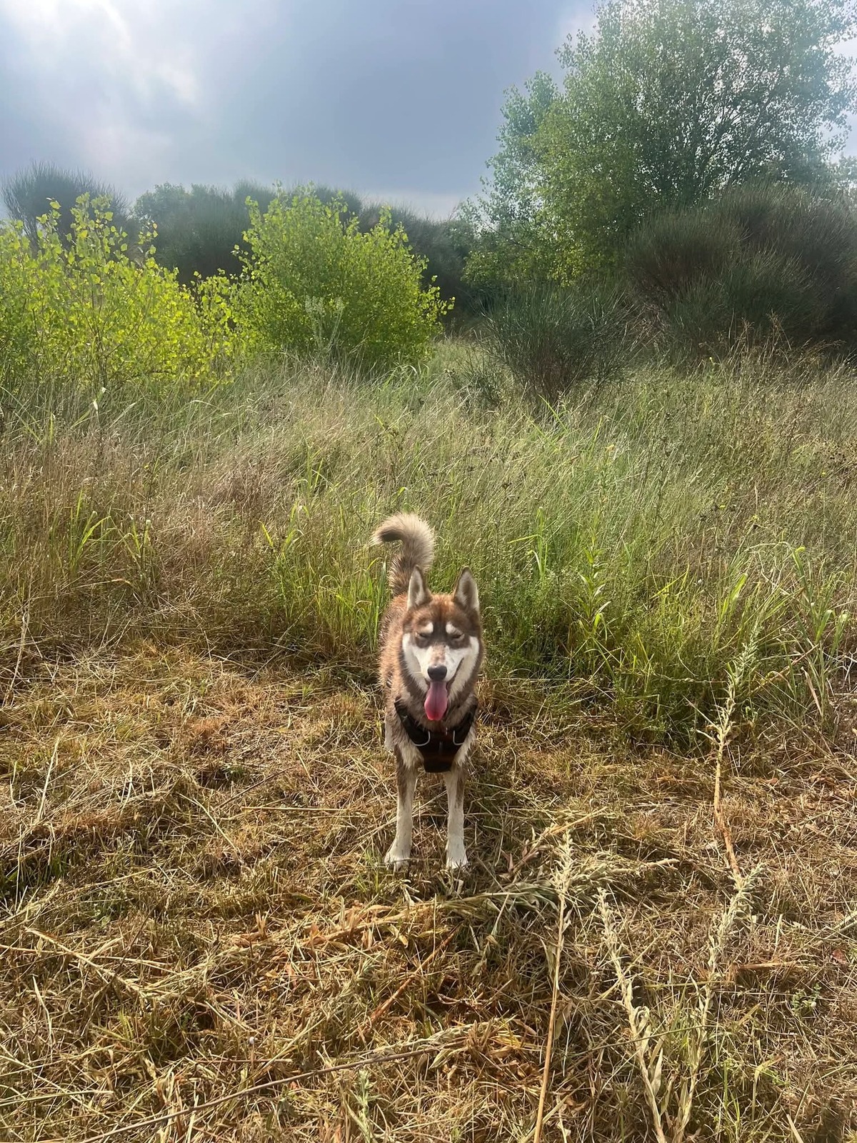 Adoption Aïka