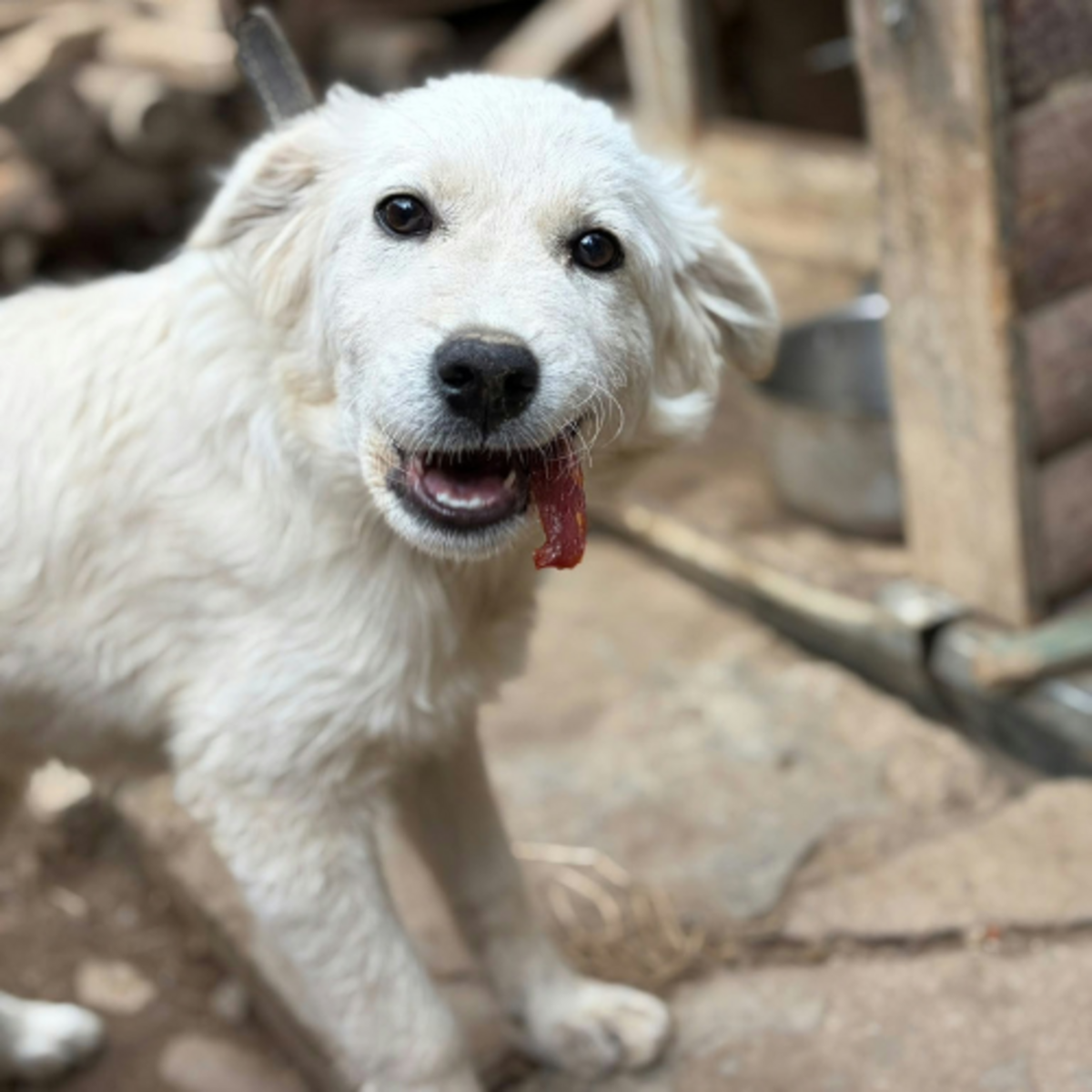 Adoption Artic