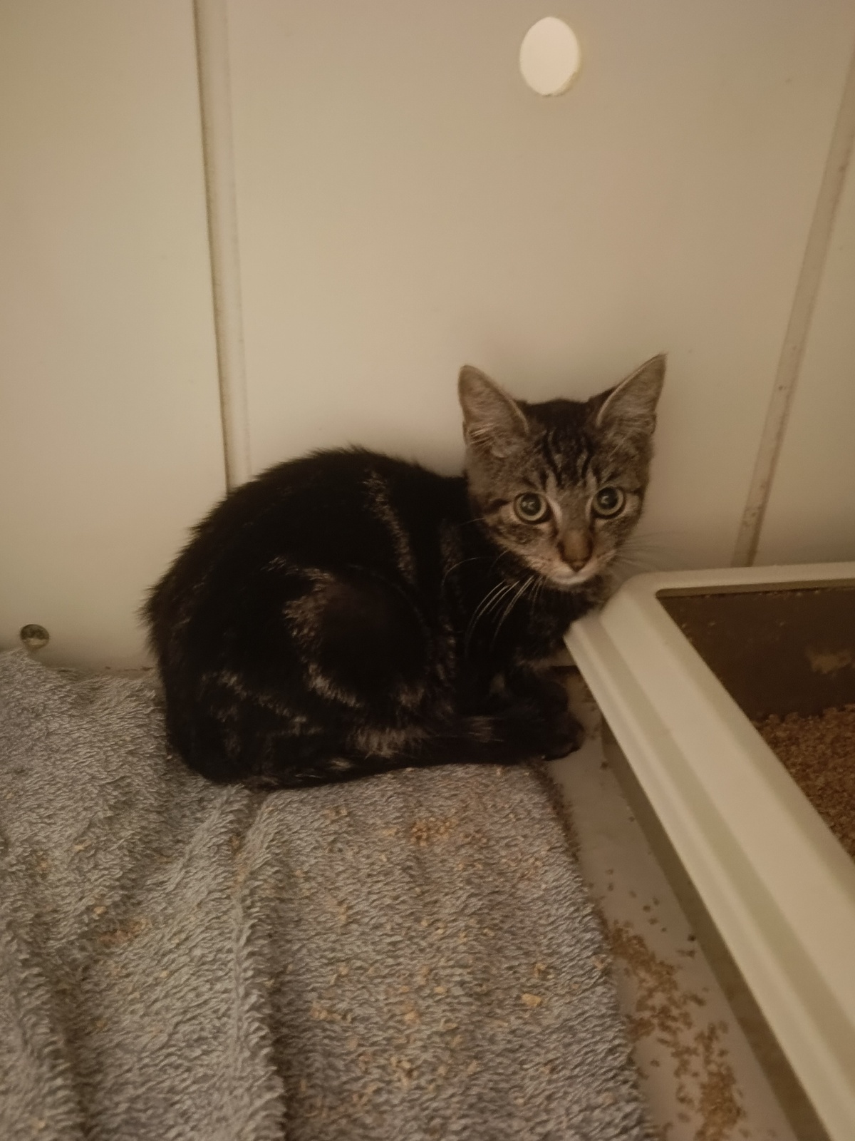 Adoption Brownie