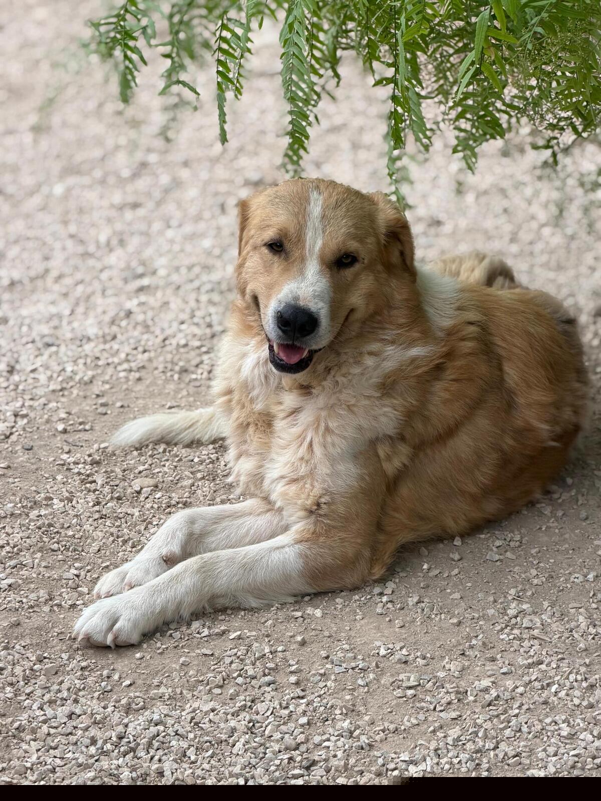 Adoption Guapo